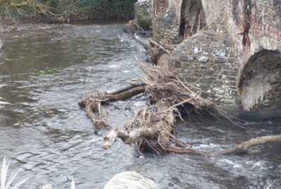 Photo of tree debris at Bickleigh Bridge