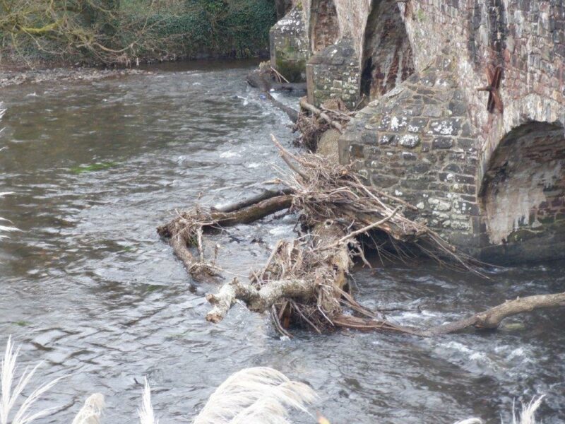 Photo of tree debris at Bickleigh Bridge