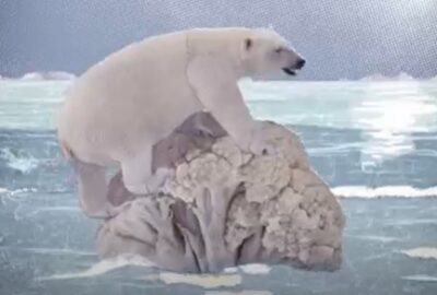 Polar bear on a cauliflower ice berg