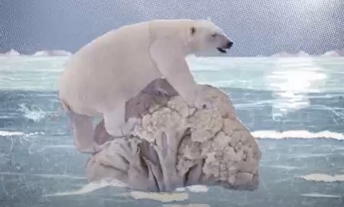 Polar bear on a cauliflower ice berg