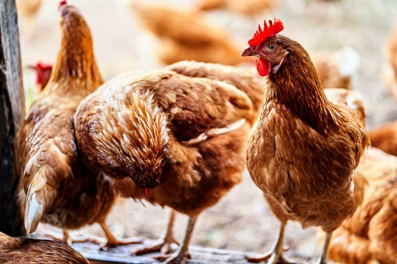 Brown chickens pecking at the ground