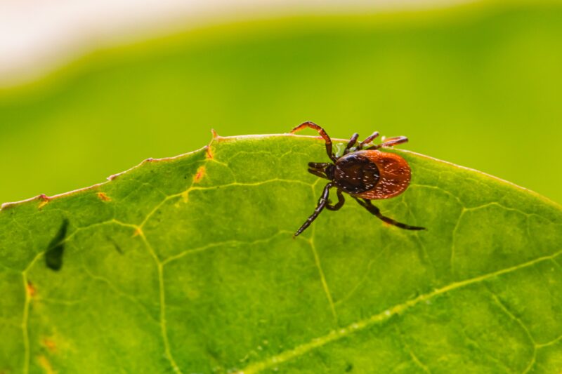 A tick on a green leaf