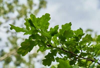 Branch and leaves of an oak tree