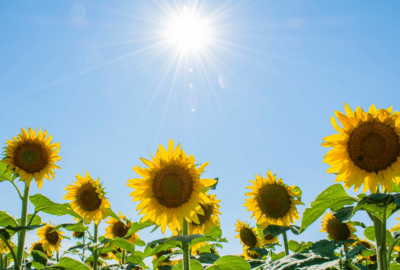 A field of sunflowers