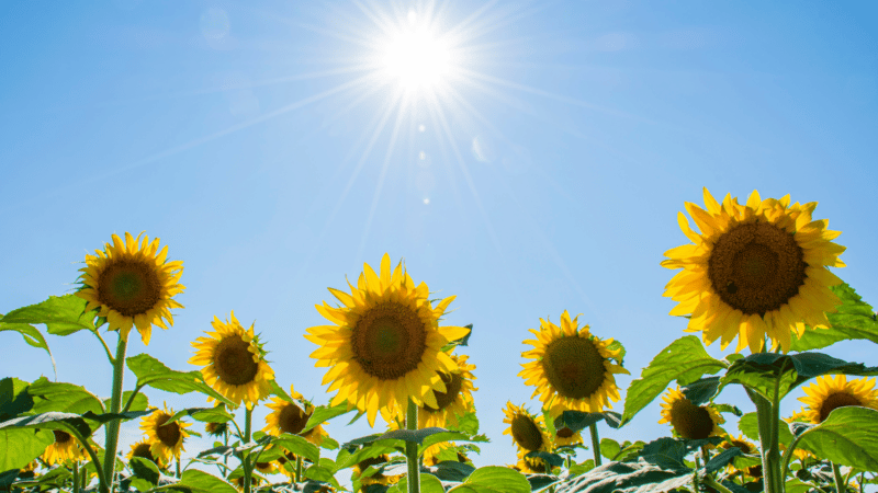 A field of sunflowers