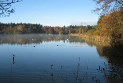 One of the lakes at Stover Country Park, surrounded by woodland