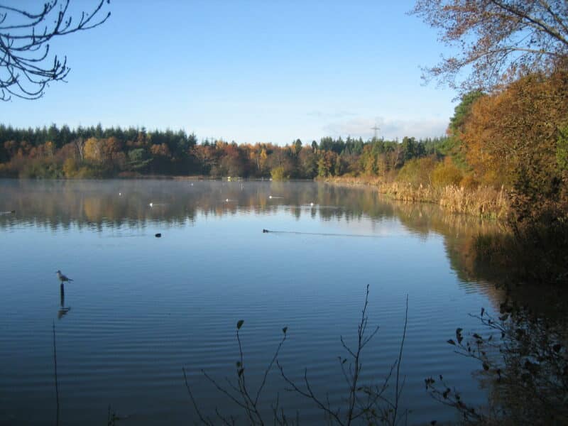 One of the lakes at Stover Country Park, surrounded by woodland