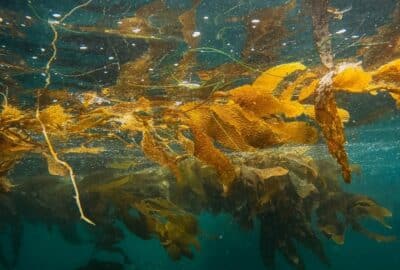 Seaweed