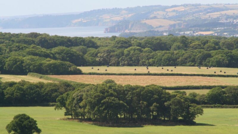 Fields in Devon