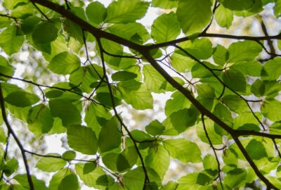Trees