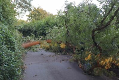 Tree felled by Storm Antoni