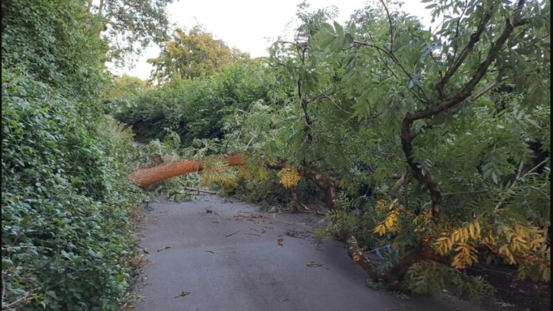Tree felled by Storm Antoni