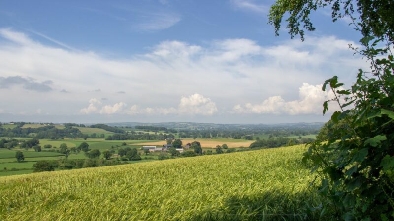 A view across green fields in Devon.