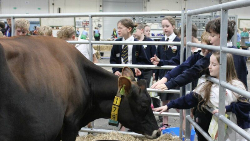 School children enjoying looking at a large cow
