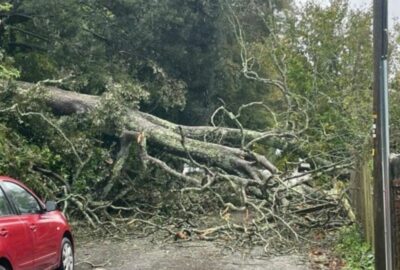 Fallen tree at Totnes