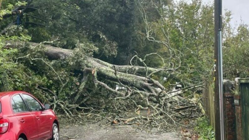 Fallen tree at Totnes