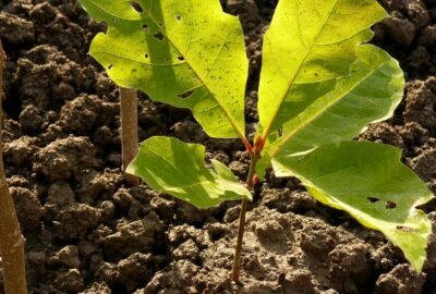An oak sapling