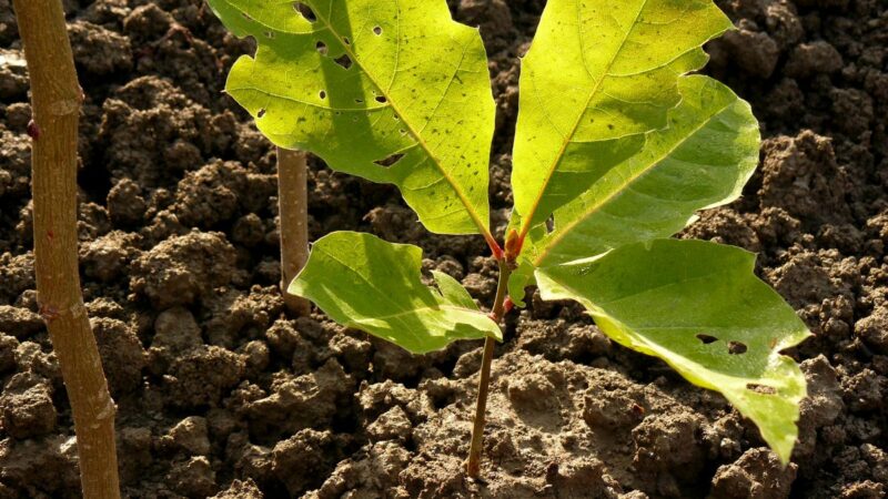 An oak sapling