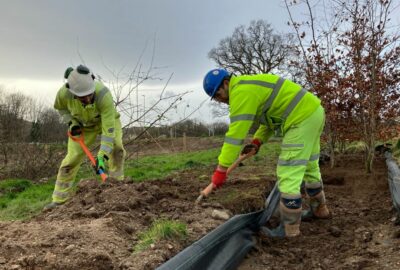 Temporary tree nursery near the A382