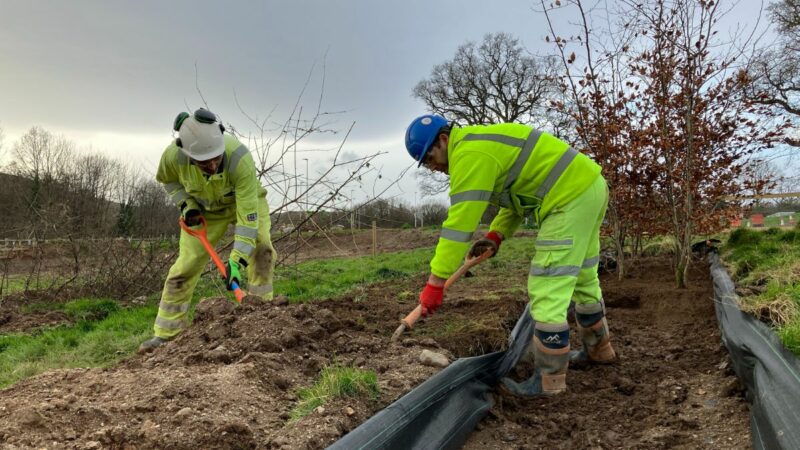 Temporary tree nursery near the A382