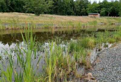 Reed bed at Stover Country Park