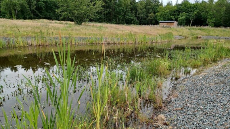 Reed bed at Stover Country Park