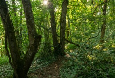 Higher Knowle Wood, Lustleigh, near Bovey Tracey