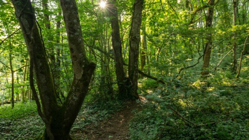 Higher Knowle Wood, Lustleigh, near Bovey Tracey
