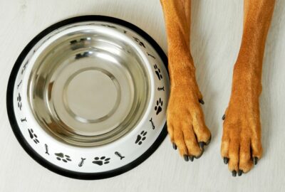 An empty dog food bowl and a dog sat by the bowl