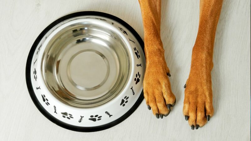 An empty dog food bowl and a dog sat by the bowl