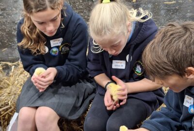 Children holding chicks at farmwise