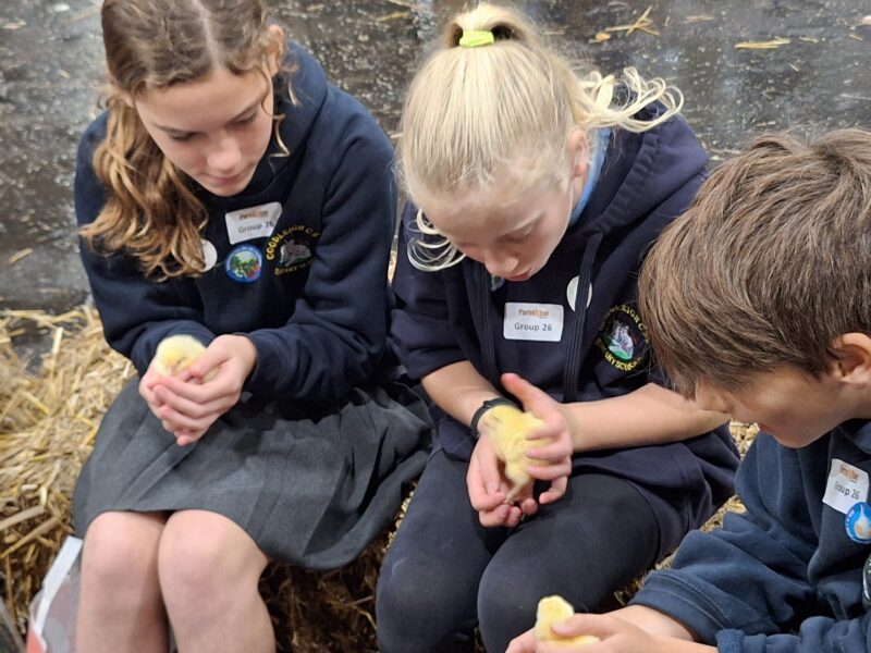 Children holding chicks at farmwise