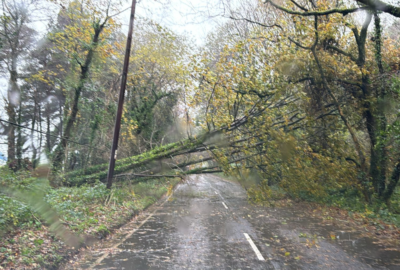 Fallen tree on windswept road