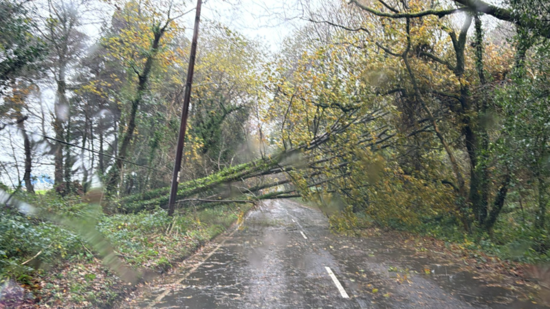 Fallen tree on windswept road