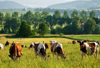 cows grazing in a field