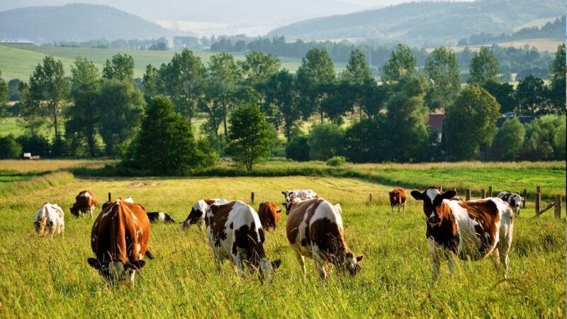 cows grazing in a field