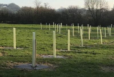 A tree planting site in Devon