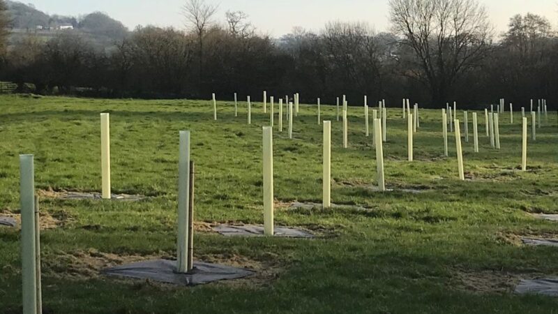 A tree planting site in Devon