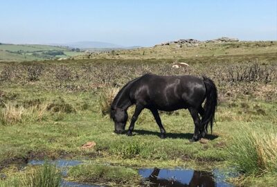 Dartmoor (Photo by Emma Cunis)