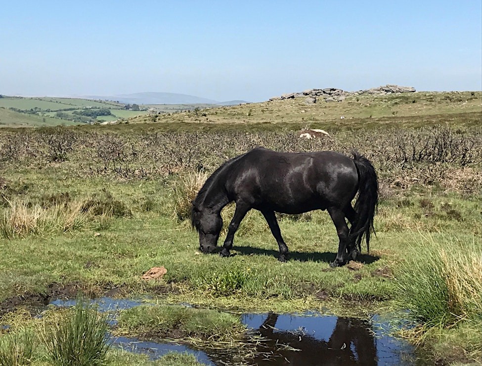 Dartmoor (Photo by Emma Cunis)