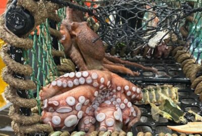 Octopus in a net.
