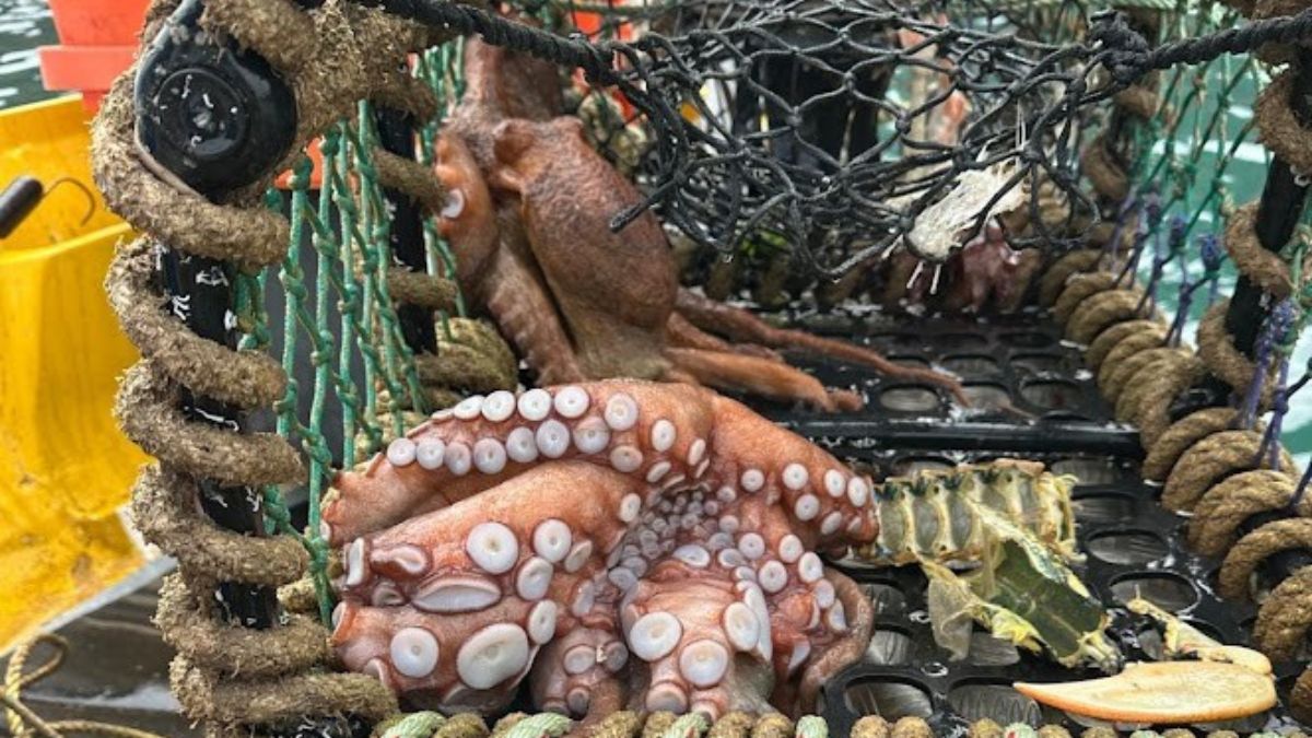 Octopus in a net.