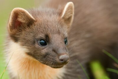 A pine marten. Photo by Terry Whittaker/Devon Wildlife Trust