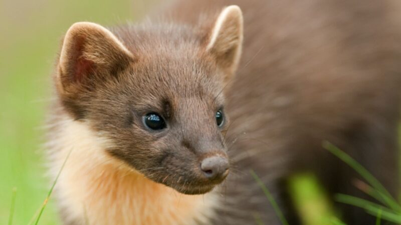 A pine marten. Photo by Terry Whittaker/Devon Wildlife Trust