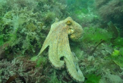 A Common Octopus pictured off the coast of Torbay