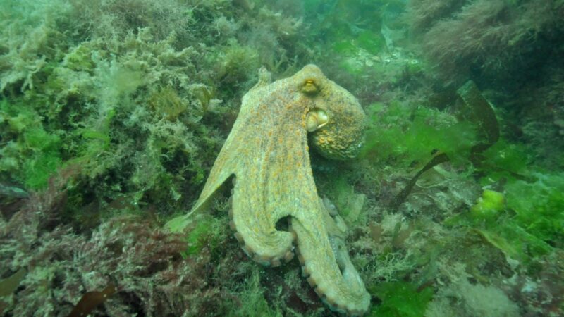 A Common Octopus pictured off the coast of Torbay