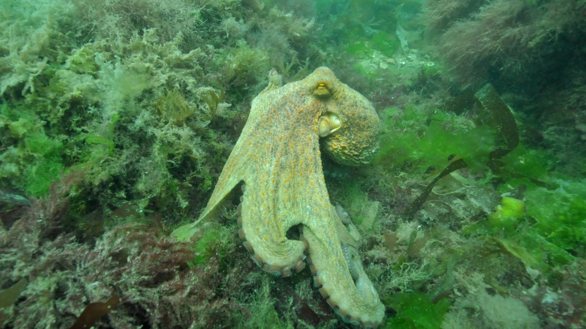 A Common Octopus pictured off the coast of Torbay