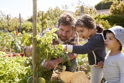 A family looking at home grown tomato plants