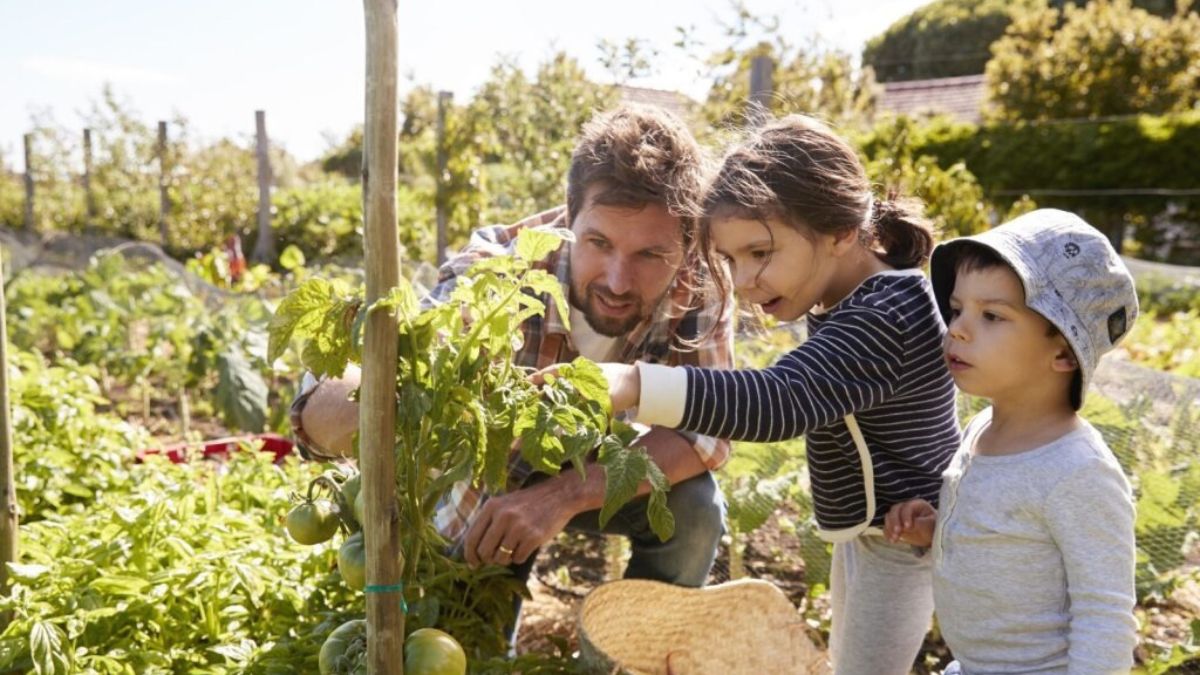 A family looking at home grown tomato plants