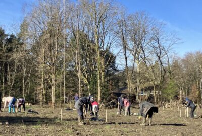Trees being planted at Stover Country Park